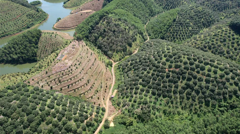 Nhiều diện tích người dân sản xuất nông nghiệp ổn định nhiều năm nhưng chưa được ra khỏi quy hoạch ba loại rừng Ảnh VÕ TÙNG