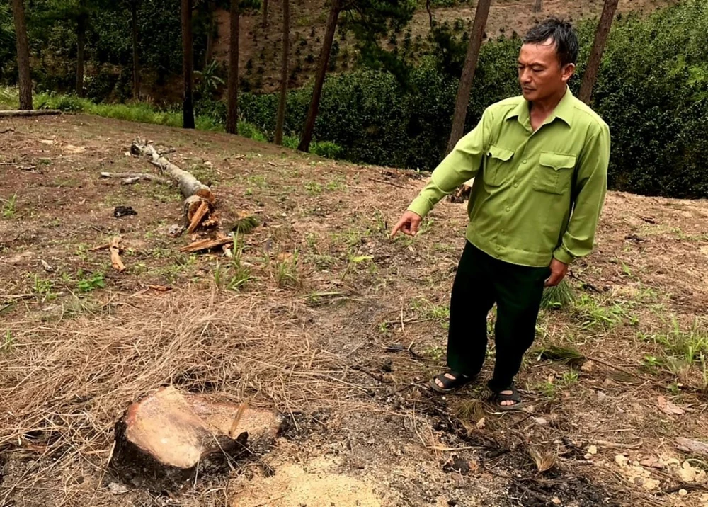 13 cây thông ba lá bị triệt hạ. Ảnh CT