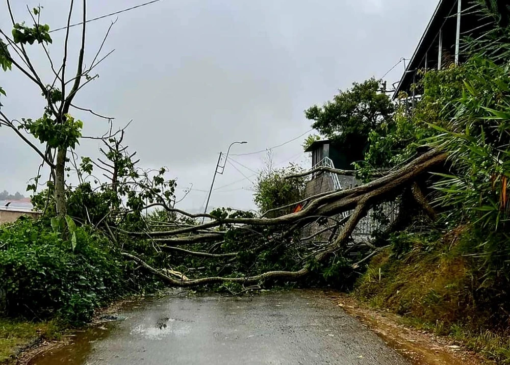 Mưa lớn kèm gió lốc đã khiến nhiều cây xanh gãy, đổ. Ảnh: VT Mưa lớn kèm gió lốc đã khiến nhiều cây xanh gãy, đổ. Ảnh: VT