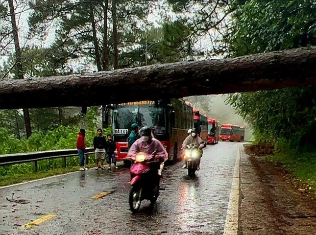 Cây thông to ngã chắn ngang đèo Prenn. Ảnh: VT Cây thông to ngã chắn ngang đèo Prenn. Ảnh: VT