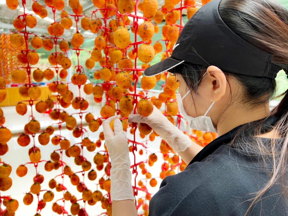 Hồng được treo lên. Ảnh: VÕ TÙNG