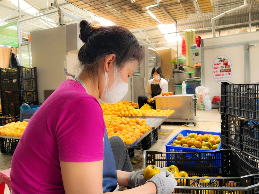 Công đoạn làm sạch hồng. Ảnh: VÕ TÙNG