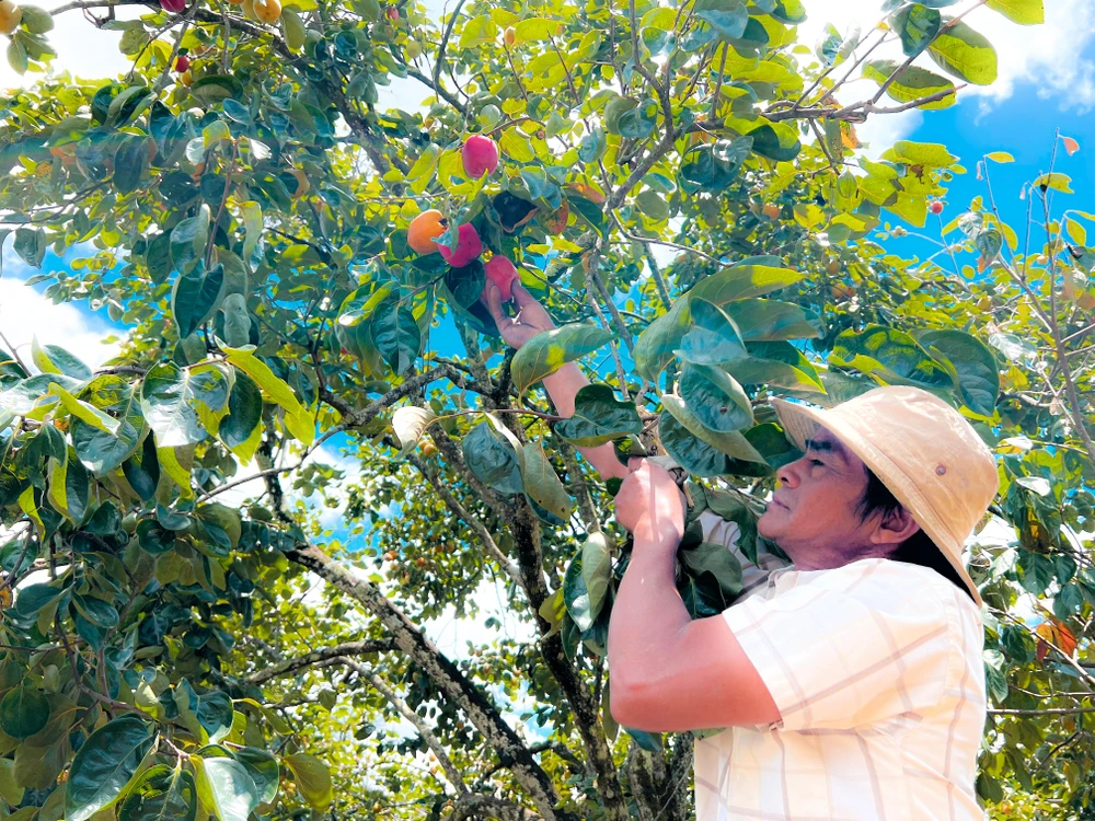 38 năm gắn bó với cây hồng trên cao nguyên Lâm Viên, bà Đặng Thị Thu Vân và nhiều nông dân làm hồng treo gió đã góp phần lưu giữ những ký ức đẹp đẽ trong lòng du khách khi đến với thành phố ngàn hoa. Ảnh: VÕ TÙNG