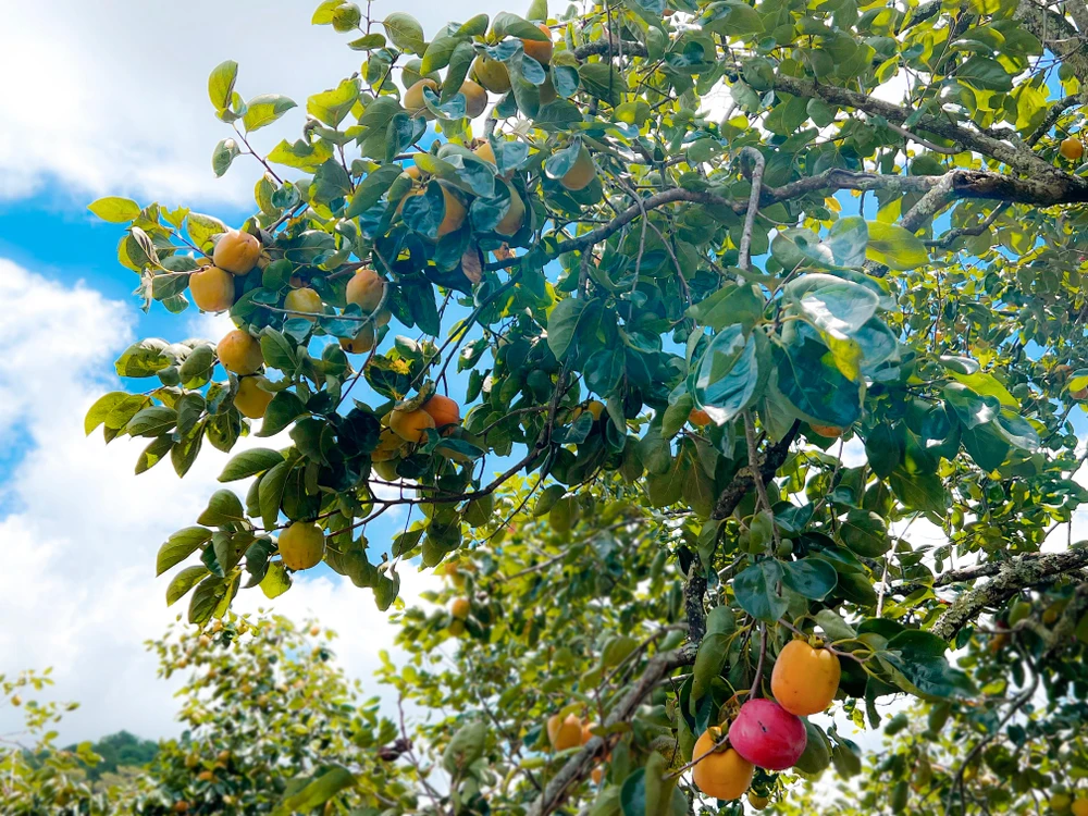 Nếu như trước đây, người dân trồng cây hồng thường để tự nhiên cho cây hồng cao vút dẫn đến cây không phát triển được tán và ít trái. Ảnh: VÕ TÙNG