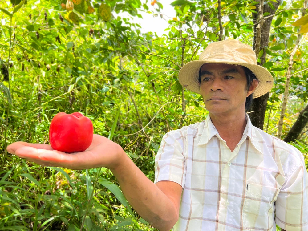 Mùa hồng treo gió đang thôi thúc du khách đến với thành phố ngàn hoa. Ảnh: VÕ TÙNG