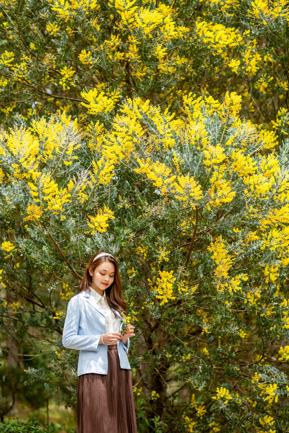 Mimosa có một giai thoại về một mối tình dang dở giữa nàng tiểu thư đài cát và chàng ngư dân hiền lành.