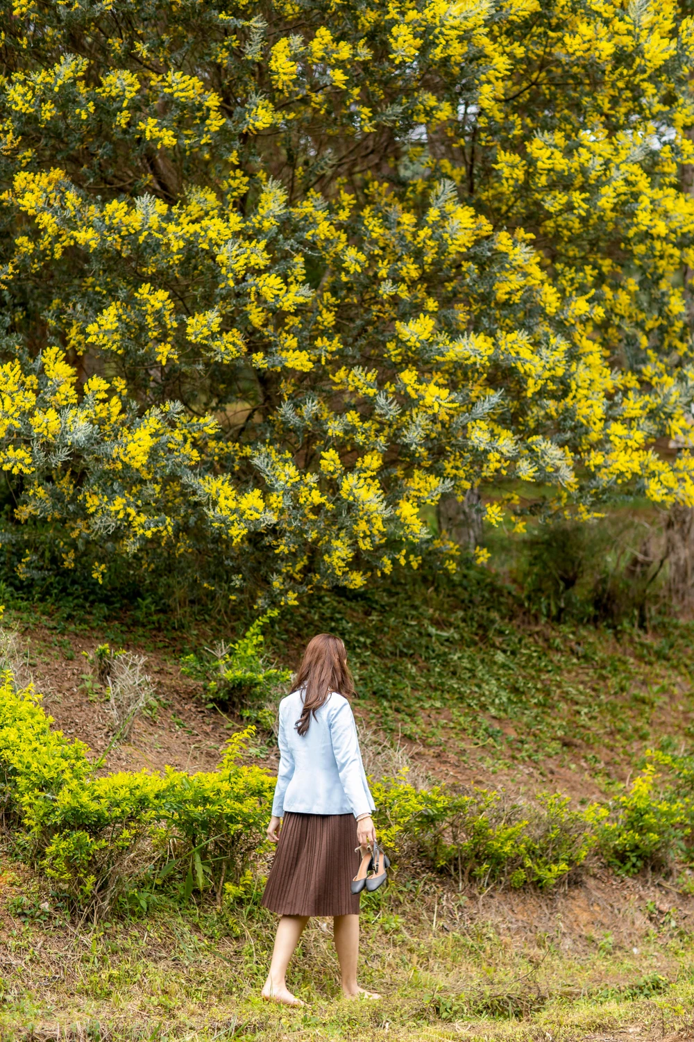 Mimosa được các bạn trẻ hay những người đang yêu nhau tìm đến mỗi khi loài hoa này khoe sắc.