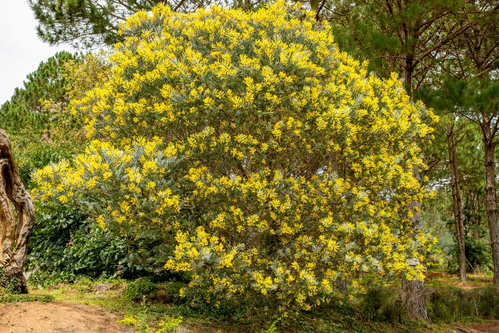 Mimosa có xuất xứ từ nước Úc, du nhập vào châu Âu vào thế kỷ 18 rồi được người Pháp đem sang Việt Nam và trồng chủ yếu ở TP Đà Lạt.