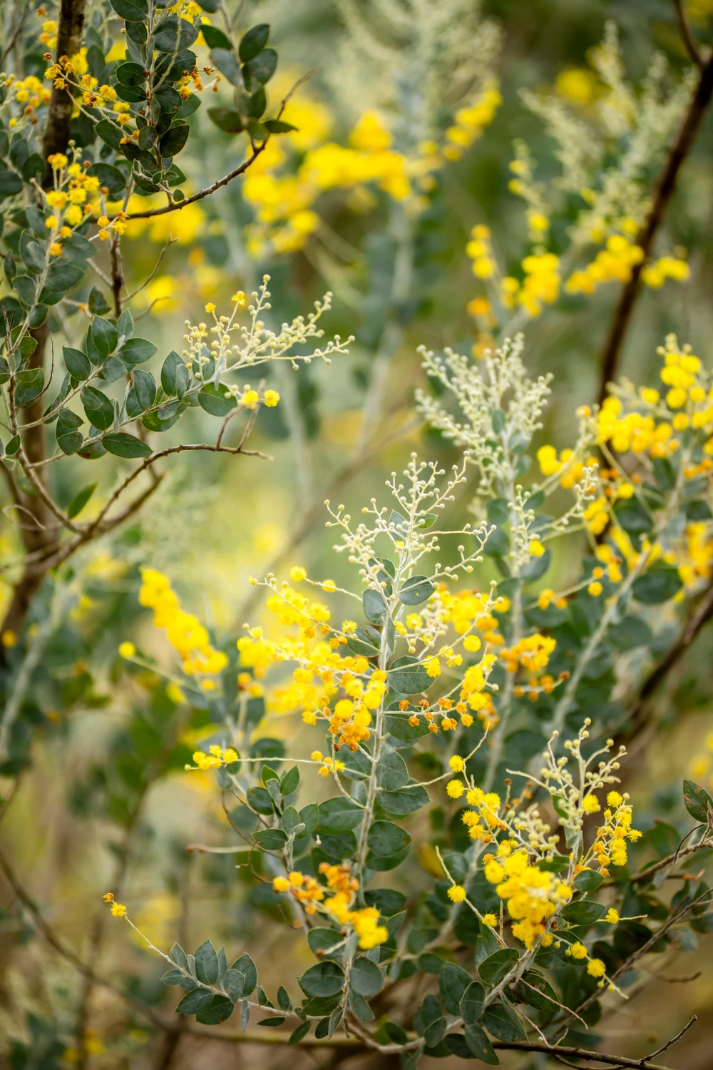 Tuy không đẹp rực rỡ như các loài hoa khác nhưng mimosa lại quyến rũ bởi sắc vàng.