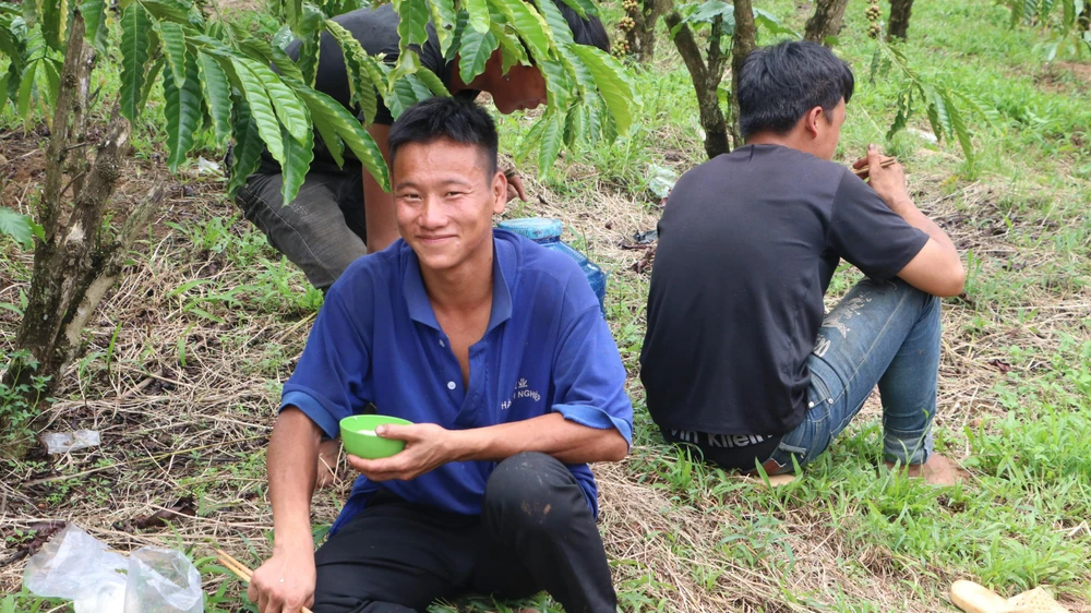Những tốp công nhân từ các nơi khác lên Lâm Đồng thường hái cà phê khoán. Mỗi kg cà phê dao động từ 1.000 đồng đến 1.200 đồng tùy theo vườn sai trái hay thưa trái. Một nam công nhân mỗi ngày có thể hái được từ 500-700kg, thu nhập trên 500 ngàn đồng. Ảnh: VÕ TÙNG