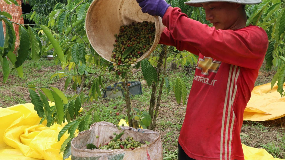 Công nhân đóng bao trước khi cân để tính tiền công với chủ vườn. Ảnh: VÕ TÙNG