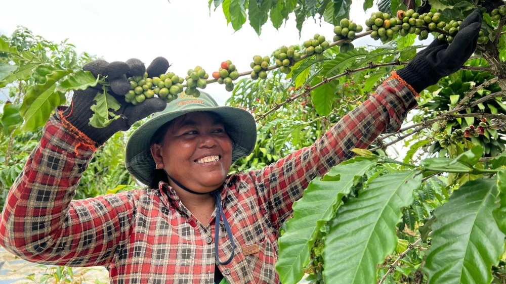 Không khí lao động hăng say, rộn rã của những công nhân thu hoạch cà phê. Ảnh VÕ TÙNG