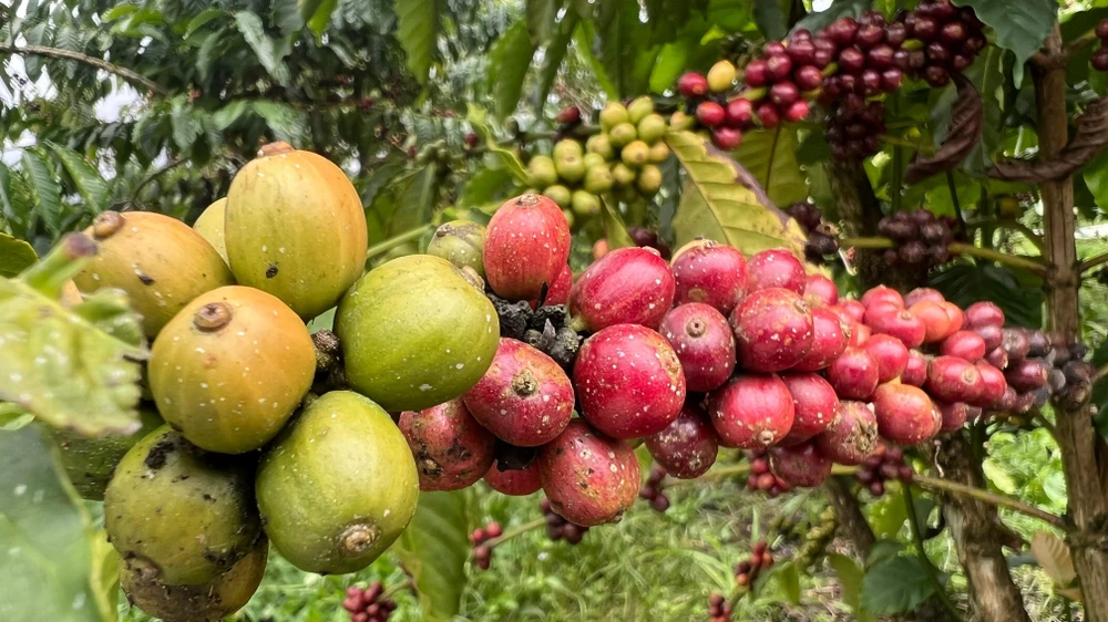 Chỉ 3 ngày, một tốp 10 công nhân có thể hái xong 1 ha cà phê. Ảnh: VÕ TÙNG