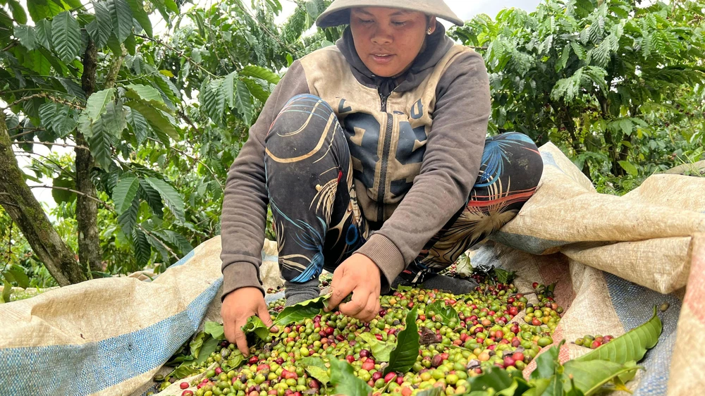 Sau khi tuốt cà phê từ trên cây xuống tấm bạt, công đoạn tiếp theo là nhặt lá, rác để cho những trái cà phê sạch sẽ. Ảnh: VÕ TÙNG
