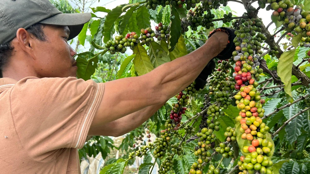 Nhân công hái cà phê vào chính vụ tương đối khan hiếm nên hầu hết các nhà vườn thường chủ động hợp đồng trước với các tốp công nhân. Khi thu hoạch xong vườn này, công nhân lập tức chuyển sang vườn khác ngay. Ảnh: VÕ TÙNG
