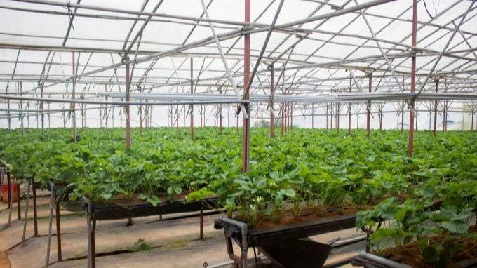 Lâm Đồng có 39,7ha canh tác theo công nghệ cao trong nhà có mái che. Ảnh VNBS