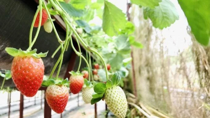 Nhiều nông dân Lâm Đồng ứng dụng công nghệ cao sản xuất dâu tây ảnh 1