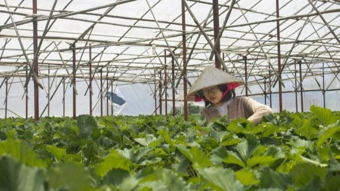 Các vườn dâu tây còn là điểm checkin của các bạn trẻ khi đến TP Đà Lạt. Ảnh VNBS