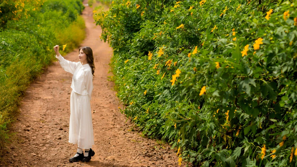 Dã Quỳ là giống cây thân gỗ, dù hơi xốp, mềm. Lá Dã Quỳ màu xanh đậm, giống lá của cây hoa cúc khi có phiến lá tương đối nhẵn, mang một lớp lông nhỏ bao phủ xung quanh lá. Hoa Dã Quỳ màu vàng, mọc thành từng chùm, giống với hoa Hướng Dương. Ảnh: DŨNG NGUYỄN