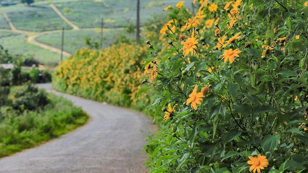 Hoa Dã Quỳ nhiều tên gọi khác nhau như: Cúc quỳ, Sơn Quỳ, hướng dương dại. Loài hoa này thường mọc hoang dại hoặc được người dân trồng làm hàng rào. Chính vì vậy nhiều người gọi vui hoa Dã Quỳ là hoa bờ rào. Ảnh: PY TRẦN