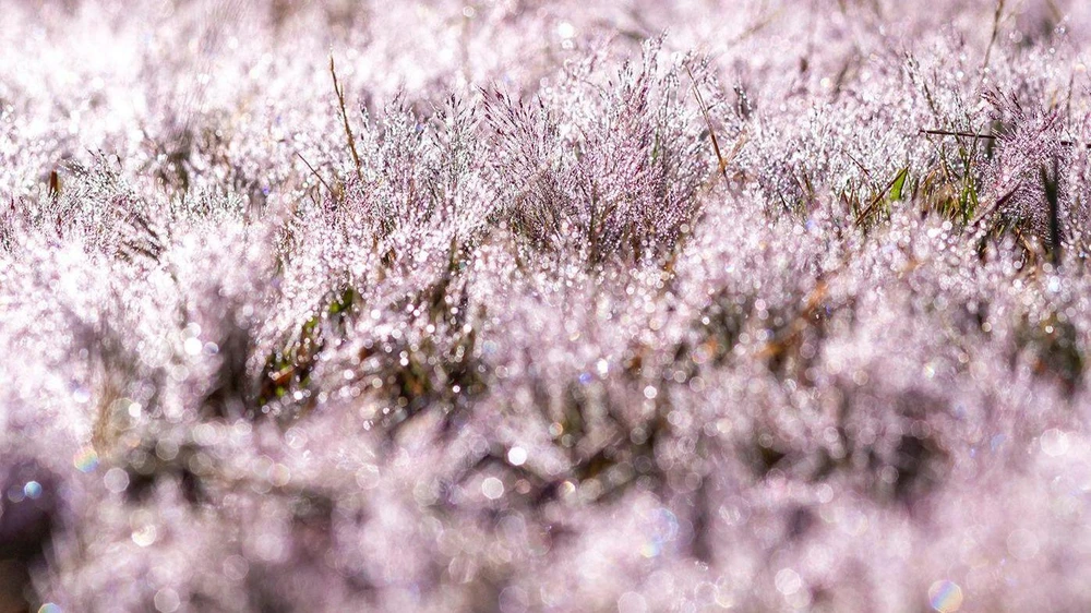 Khi mặt trời chưa dậy, sương còn bám trên những bụi hoa làm cho cả một vùng trắng xóa. Chính vì vậy mà nhiều người đã gọi cỏ hồng là cỏ tuyết. Ảnh: PY TRẦN