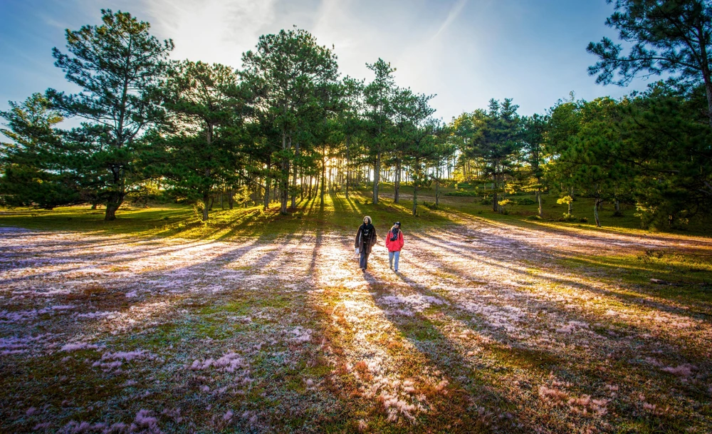 Nắng mai xua dần sương lạnh, thông reo vi vu và cỏ hồng trải nhẹ dưới chân sẽ khiến du khách như đang lạc vào một địa danh nào đó ở châu Âu. Ảnh: PY TRẦN