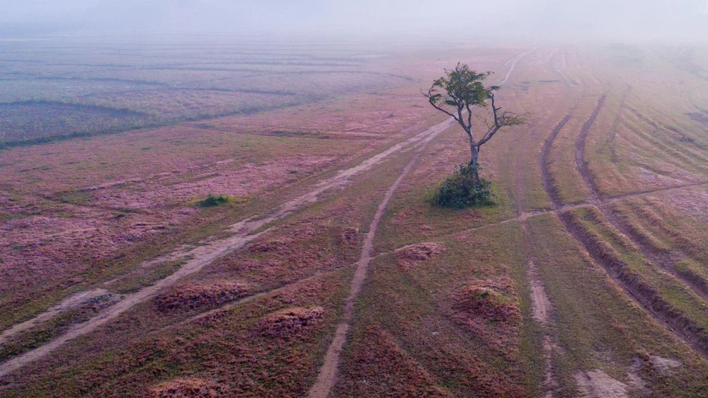 Dù chỉ là loài cỏ dại nhưng cỏ hồng đã đóng góp không nhỏ giúp xứ ngàn hoa thu hút du khách dịp cuối năm. Ảnh: PY TRẦN