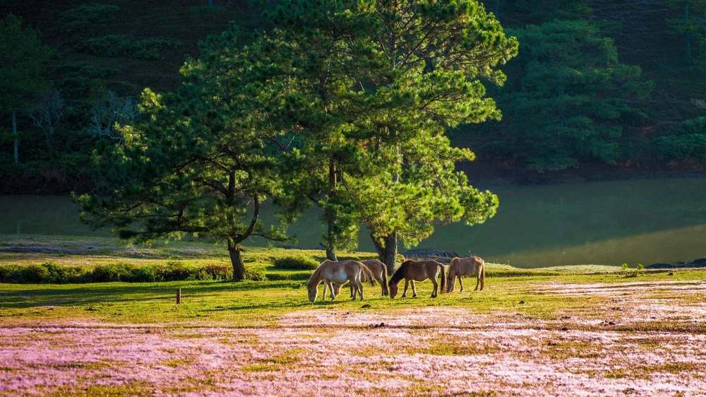 Sắc hồng phấn ngọt ngào lộ dần dưới nắng mai dịu nhẹ khiến cảnh vật đẹp đến nao lòng. Ảnh: PY TRẦN