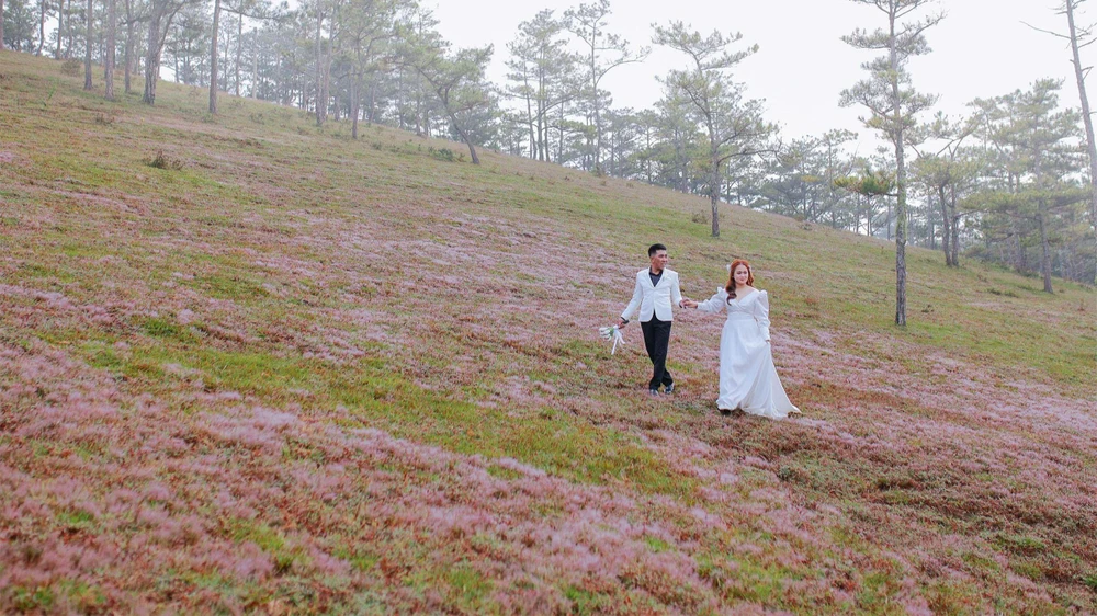 Nhiều đôi uyên ương chọn mùa cỏ hồng để chụp ảnh cưới. Ảnh: PY TRẦN