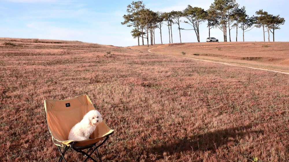 Cỏ hồng ở đồi Masara, xã Tà Năng, huyện Đức Trọng, tỉnh Lâm Đồng. Ảnh: PHẠM HOÀI THƯƠNG