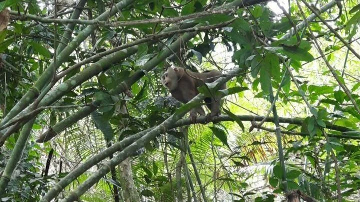 Chỉ có sống trong môi trường tự nhiên, động vật hoang dã mới có thể sinh sản và phát triển bình thường. Ảnh: VÕ TÙNG