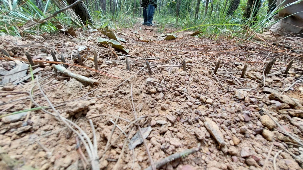 Những cây đinh nhọn mà người dân gài để cản cán bộ bảo vệ rừng. Ảnh: VT