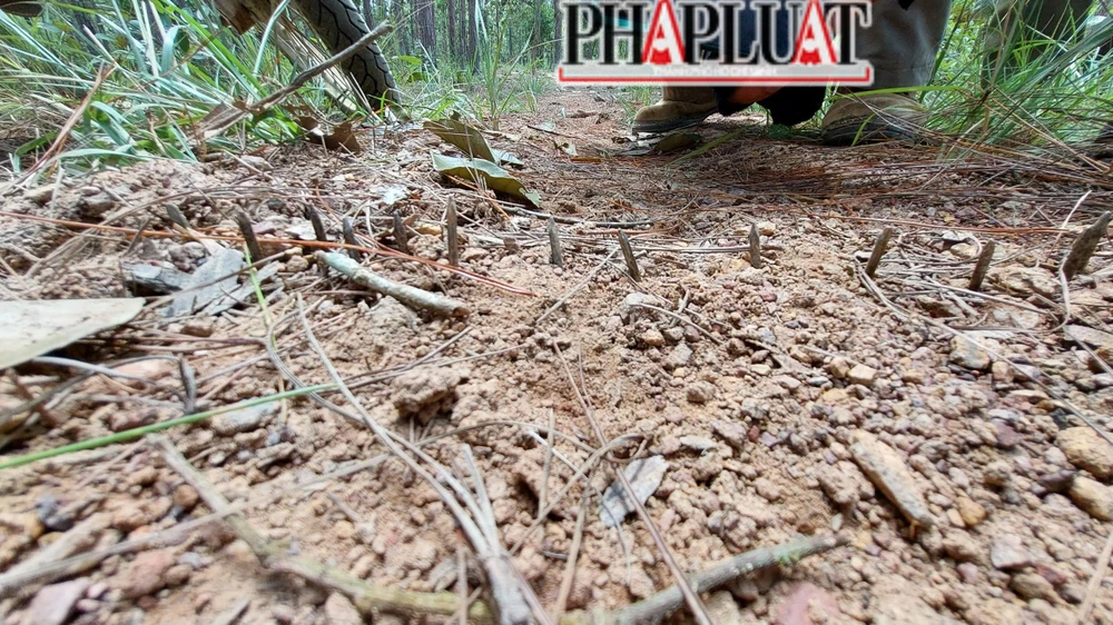 Người dân cài chông gây nguy hiểm cho cán bộ bảo vệ rừng. Ảnh VT