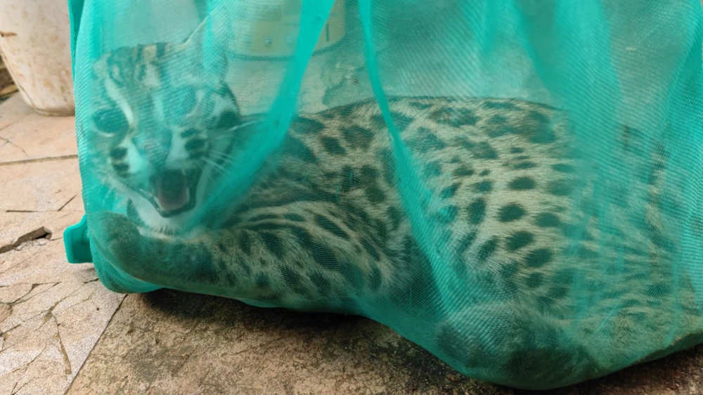 Công an phát hiện mèo rừng tại nhà bà Lệ. Ảnh: VT