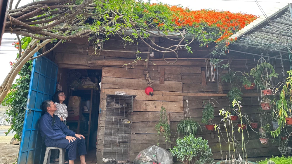 Về nguồn gốc dàn hoa này, cô Lánh, chủ tiệm tạp hoá chia sẻ, trước đây cô thấy hàng rào nhà hàng xóm có cây này, màu quá đẹp cho nên cô đã xin mấy nhánh nhỏ về để trồng. Ý tưởng của cô chú là cho dàn hoa leo lên căn nhà này rồi tạo thế để nó phủ xuống. Ảnh: VÕ TÙNG
