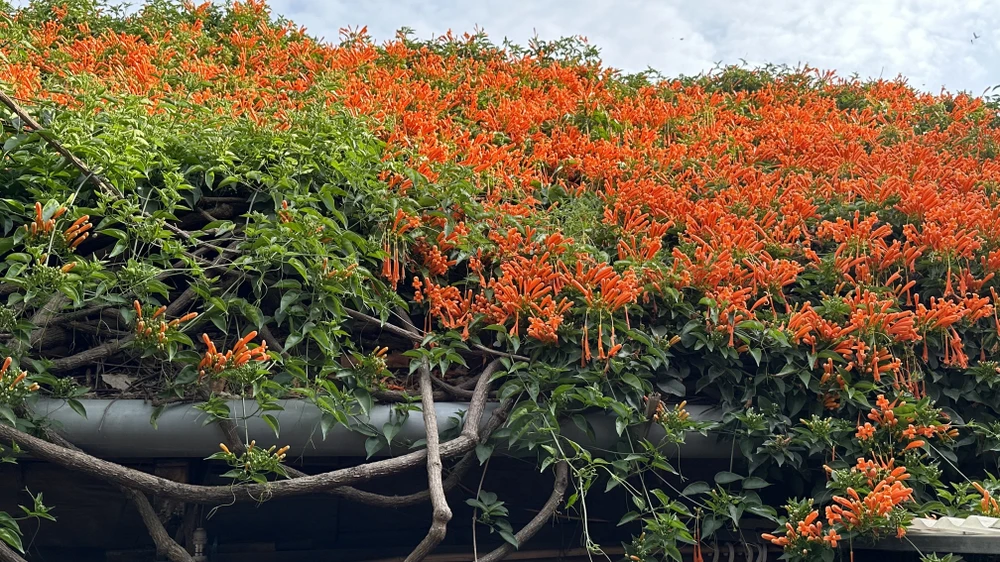 Cũng theo cô Lánh, dàn chùm ớt này năm nào cũng vậy, cứ nửa năm lá, nửa năm hoa. Dàn hoa nhà của cô nở từ cuối năm cho đến tháng tư mới tàn. Từ tháng tư trở lên thì những chỗ hoa nở ra quá nhiều khiến cành đó chết đi, mọc ra những chồi khác, rồi những cành đó lại mọc ra chùm hoa. Ảnh: VÕ TÙNG