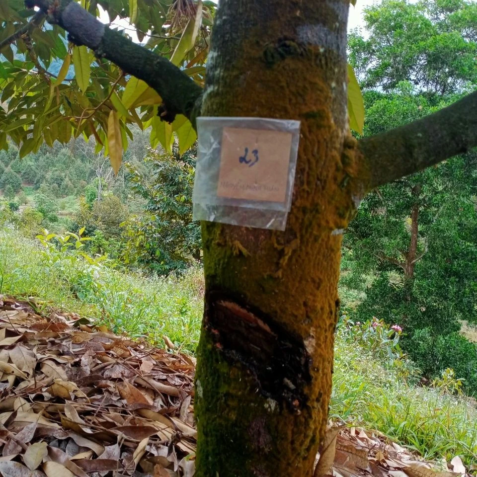 Hàng chục cây sầu riêng đang thu hoạch bị đẽo gốc. Ảnh: VT