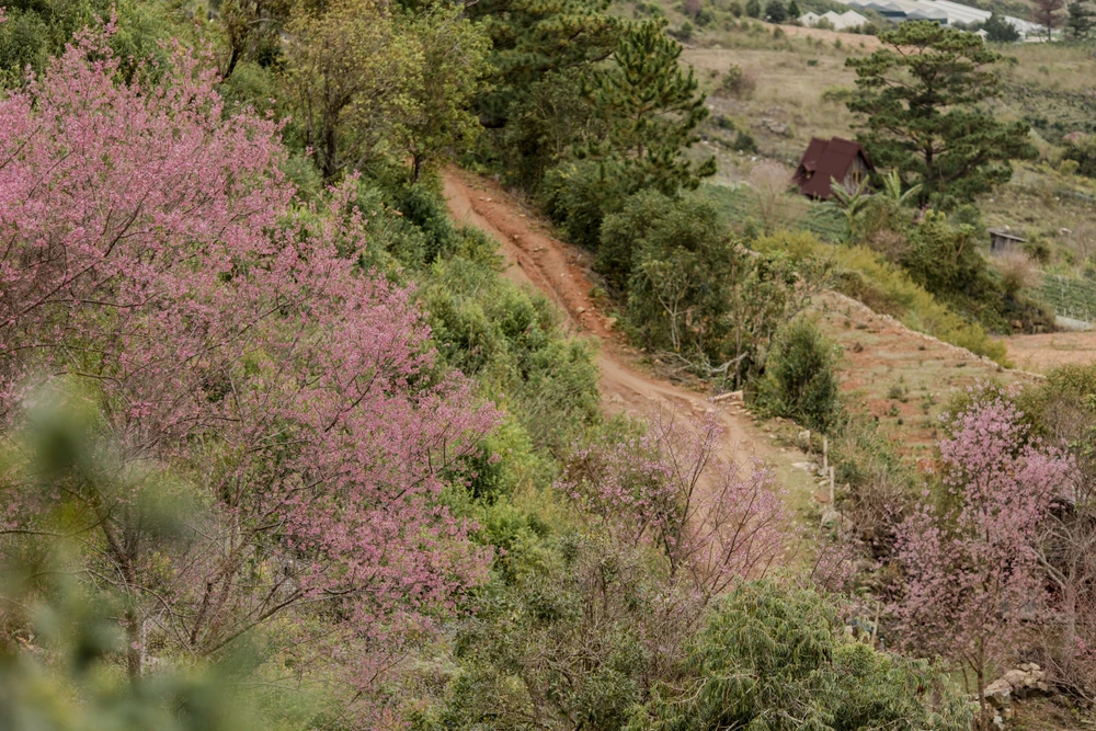 Mai Anh Đào đang nở rộ khắp nơi. Ảnh: DŨNG NGUYỄN