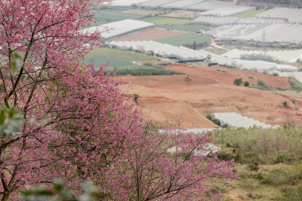Mai Anh Đào mang mùa xuân về cho miền đất lạnh. Ảnh: DŨNG NGUYỄN
