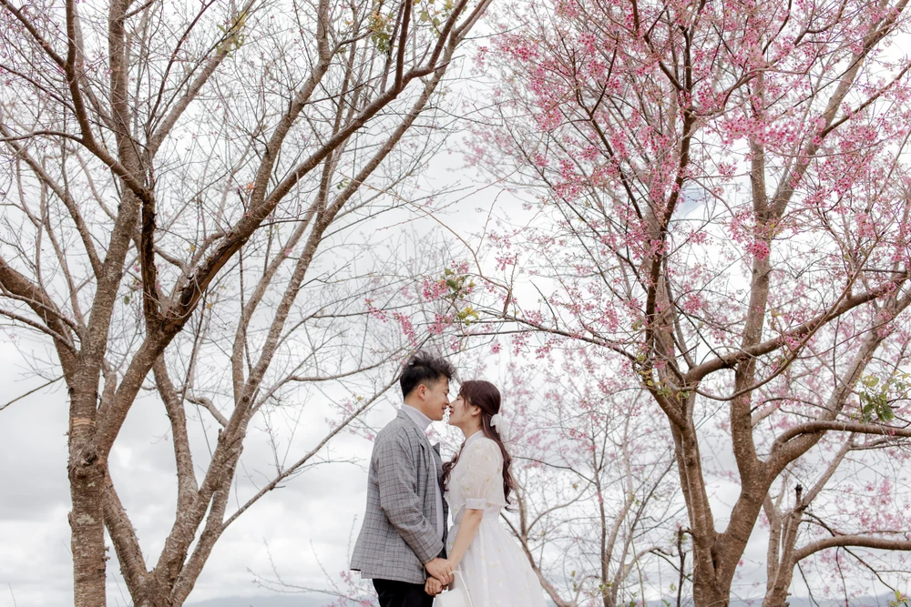 Mùa mai Anh Đào - Mùa uyên ương. Ảnh: DŨNG NGUYỄN