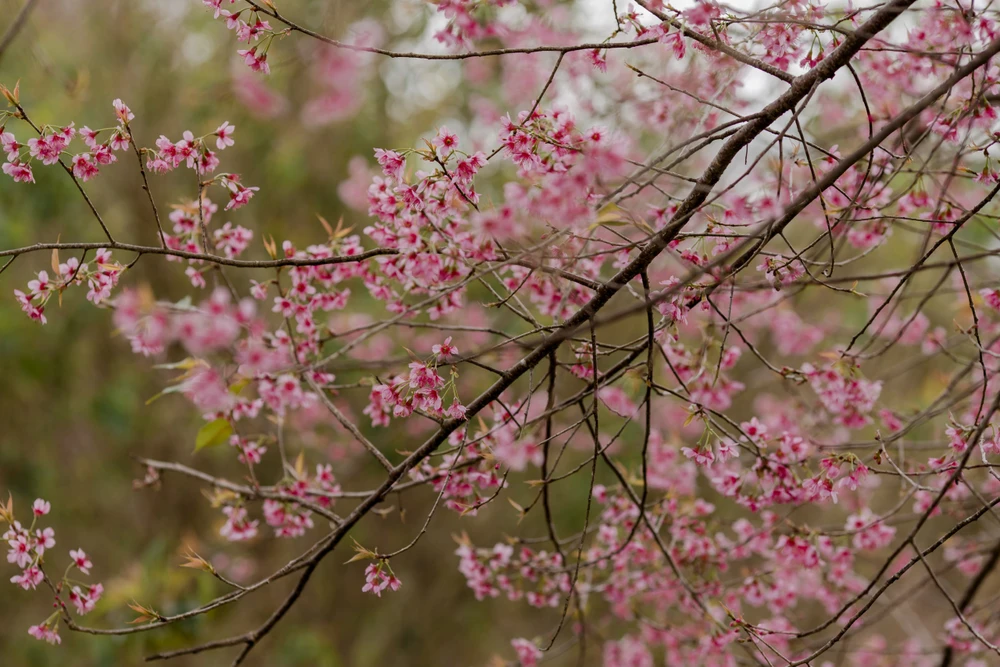 Thông thường mai Anh Đào nở từ 1 đến 2 tháng. Tuy nhiên năm nay, do nhiều nguyên nhân, hoa nở muộn hơn. Ảnh: DŨNG NGUYỄN