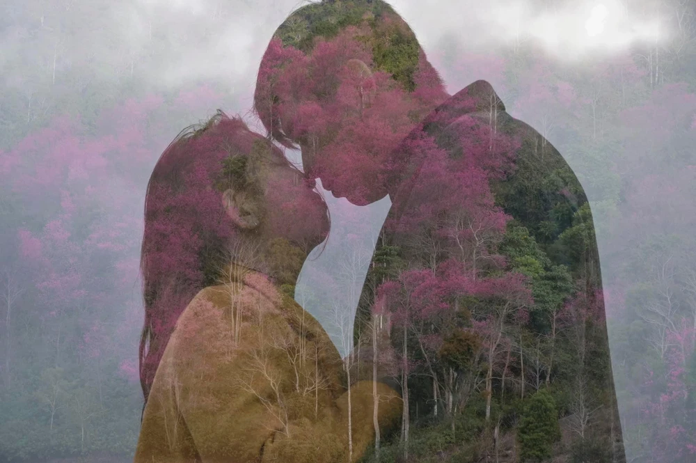 Mùa mai Anh Đào - Mùa của tình yêu. Ảnh: QUANG ĐÀ LẠT