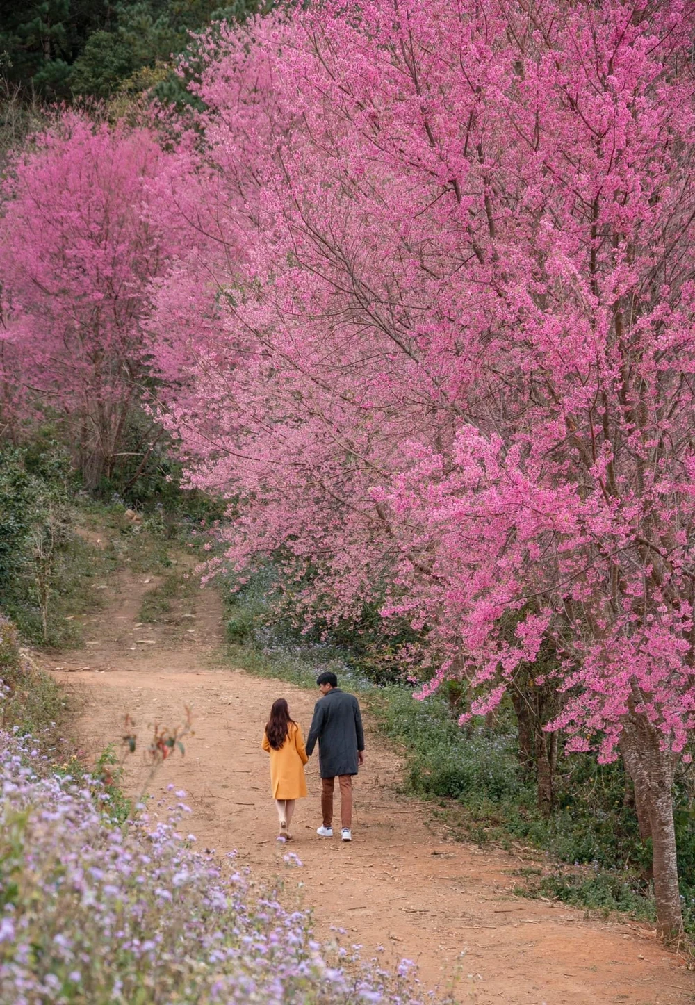 Mai Anh Đào đang đem đến một cảm xúc đẹp cho du khách khi đặt chân lên cao nguyên Lâm Viên. Ảnh: QUANG ĐÀ LẠT