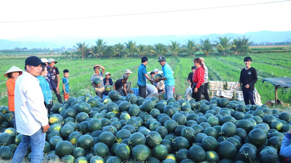 Năm nay, nông dân huyện Đạ Tẻh được cả mùa và giá. Với 4 sào trồng dưa, một gia đình ở xã Quốc Oai có lãi khoảng 70 triệu đồng.