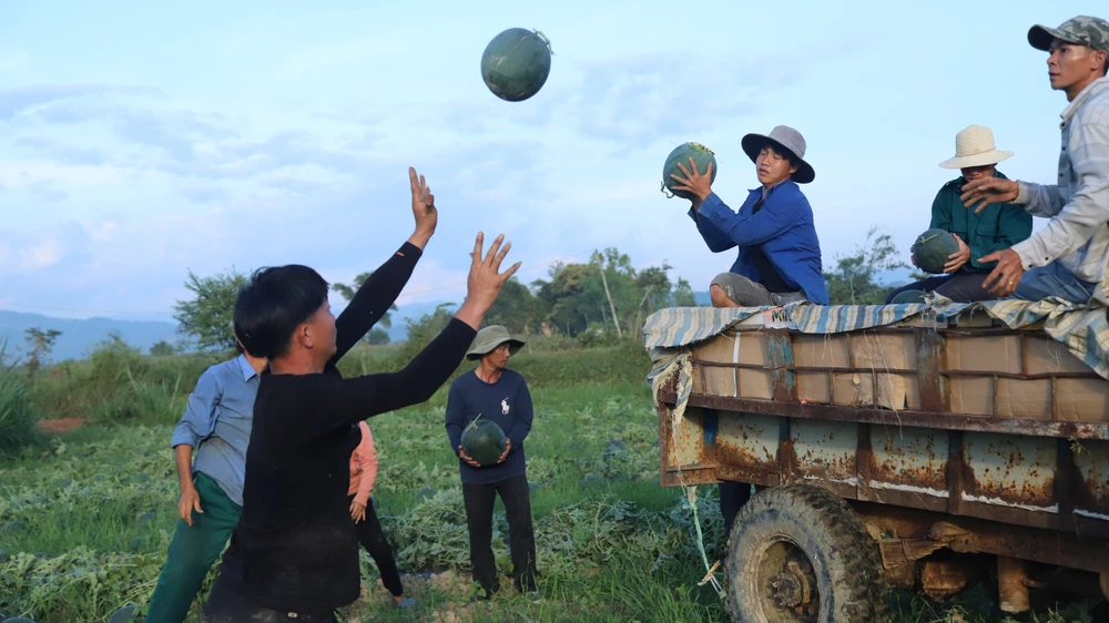 Ông Phạm Xuân Tiện - Trưởng phòng Nông nghiệp huyện Đạ tẻh cho hay, nếu trước đây trên cùng 1 diện tích, người dân trồng 3 vụ lúa mỗi năm, thì nay người dân chỉ trồng 2 vụ lúa, 1 vụ dưa hoặc bắp trong vụ đông xuân. Việc chuyển đổi này vừa tránh được sâu bệnh, cải tạo đất, chống hạn và cho thu nhập tốt hơn rất nhiều.