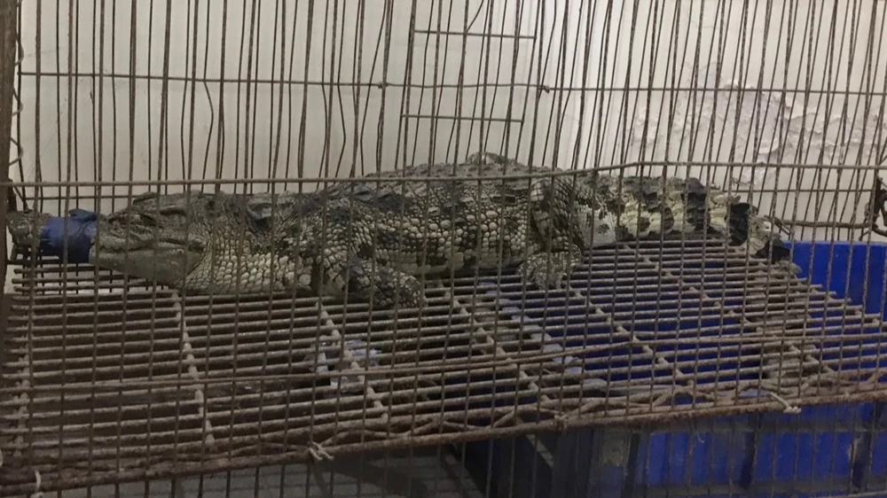 Con cá sấu thu giữ tại chỗ ở của Hưng. Ảnh: VÕ TÙNG