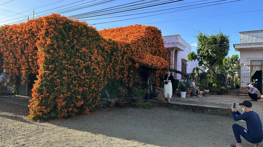 Nhiều du khách không quên dừng lại check - in bên tiệm tạp hoá được phủ kín hoa chùm ớt. Ảnh: VT