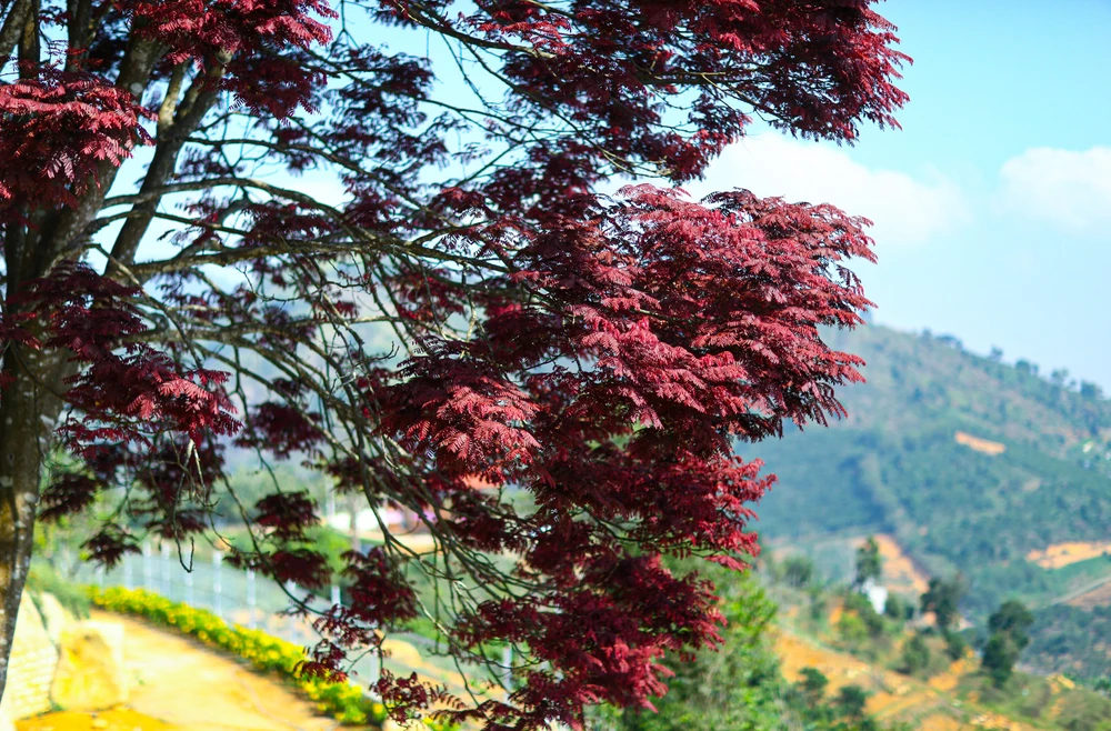 Dù là cây trâm lá đỏ hay cây lôi khoai thì chỉ một cây cô đơn này cũng làm sáng rực một góc đồi.