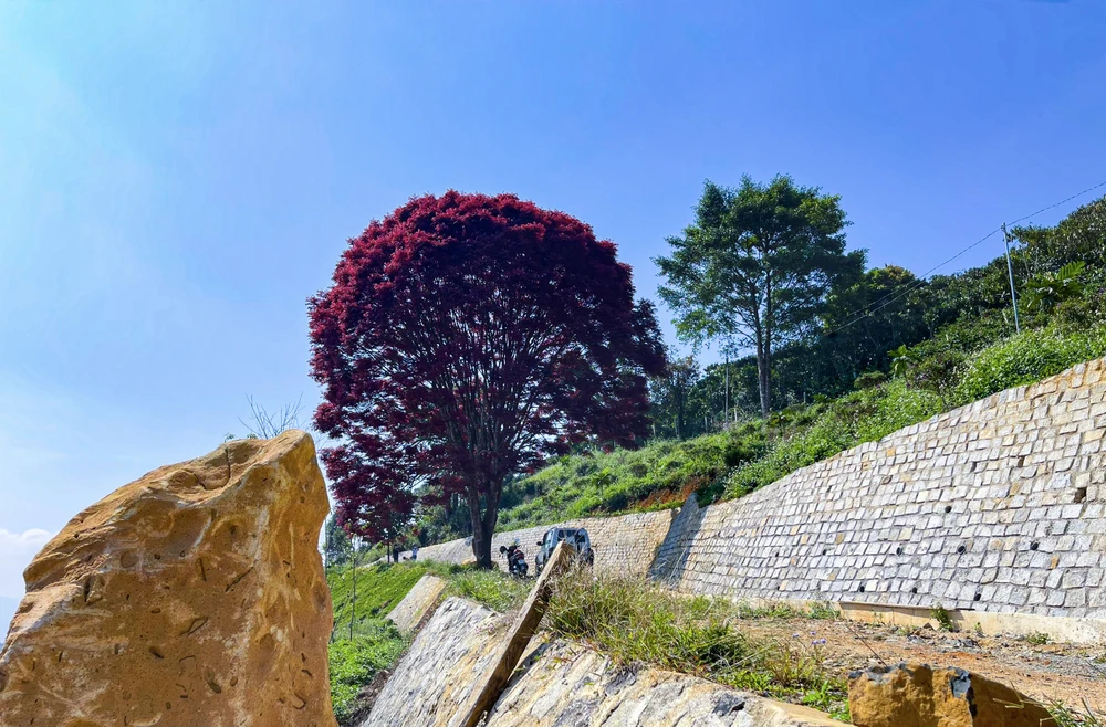 Để vào khu vườn chụp hình, du khách phải mua 1 chai nước trị giá 20 ngàn đồng để ủng hộ chủ nhân của cây lá đỏ.