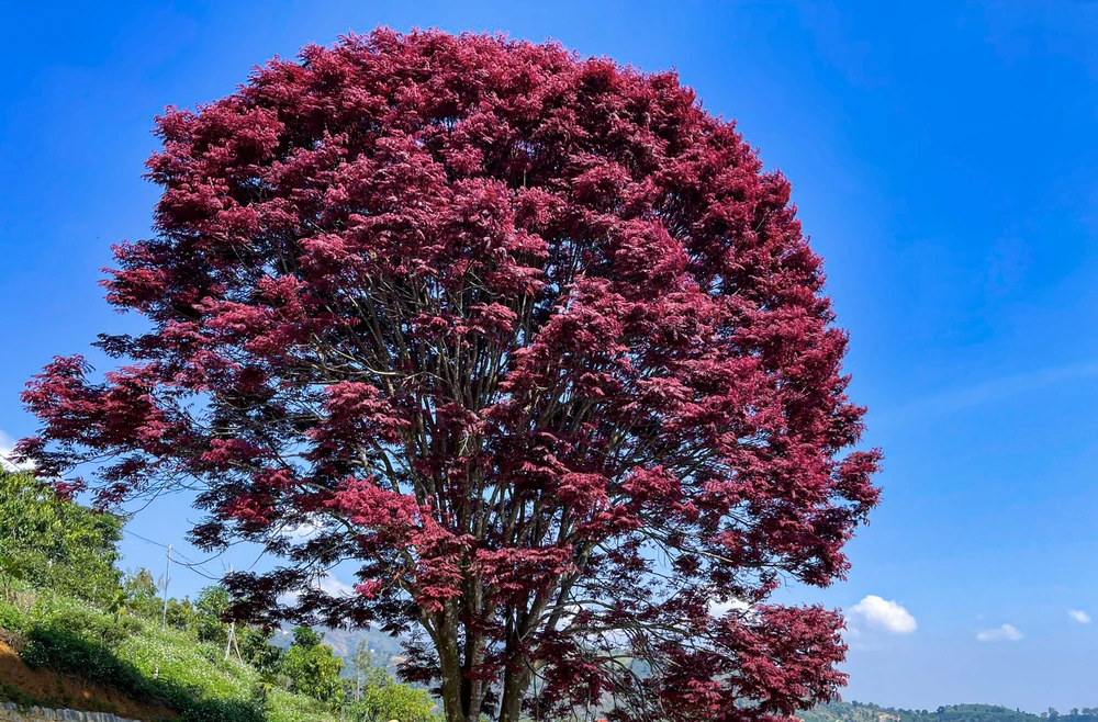 Nhiều người đã đi săn lùng cây con để đào bán lại. Giá một cây cao 50 cm khoảng 500 ngàn đồng.